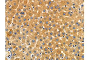 ABIN6261136 and ABIN6272575 at 1/100 staining Rat liver tissue by IHC-P. (CYBA anticorps  (N-Term))