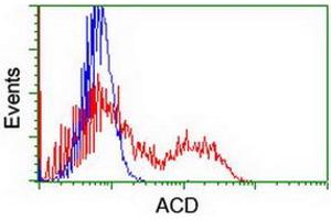 HEK293T cells transfected with either RC204381 overexpress plasmid (Red) or empty vector control plasmid (Blue) were immunostained by anti-ACD antibody (ABIN2455628), and then analyzed by flow cytometry. (ACD anticorps)