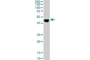 Western Blotting (WB) image for anti-Cytidine Monophosphate N-Acetylneuraminic Acid Synthetase (CMAS) (AA 164-264) antibody (ABIN466224) (CMAS anticorps  (AA 164-264))
