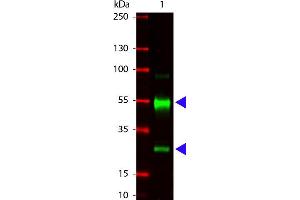 Western Blotting (WB) image for Goat anti-Pig IgG (Heavy & Light Chain) antibody - Preadsorbed (ABIN101875)