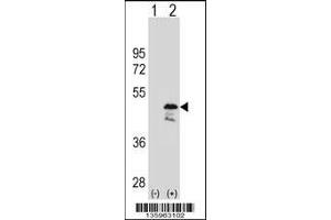 Western blot analysis of OLA1 using rabbit polyclonal OLA1 Antibody using 293 cell lysates (2 ug/lane) either nontransfected (Lane 1) or transiently transfected (Lane 2) with the OLA1 gene. (OLA1 anticorps  (N-Term))