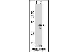 Western blot analysis of OLA1 using rabbit polyclonal OLA1 Antibody using 293 cell lysates (2 ug/lane) either nontransfected (Lane 1) or transiently transfected (Lane 2) with the OLA1 gene.
