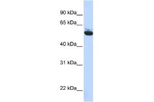Archain 1 antibody used at 1 ug/ml to detect target protein.