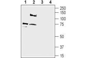 Western blot analysis of rat dorsal root ganglion lysate (lanes 1 and 3) and rat brain membranes (lanes 2 and 4): - 1-2.