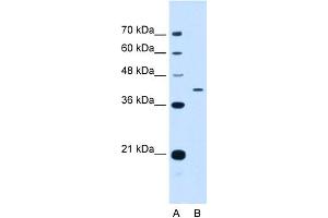 WB Suggested Anti-APOH Antibody Titration:  0. (APOH anticorps  (N-Term))