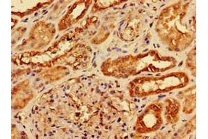 Immunohistochemistry of paraffin-embedded human kidney tissue using ABIN7142027 at dilution of 1:100 (AGPAT3 anticorps  (AA 148-304))