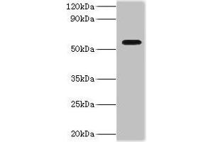 Western blot All lanes: ATP-dependent RNA helicase DDX19A antibody at 2 μg/mL + Mouse gonad tissue Secondary Goat polyclonal to rabbit IgG at 1/10000 dilution Predicted band size: 54, 44 kDa Observed band size: 54 kDa (DDX19A anticorps  (AA 1-478))