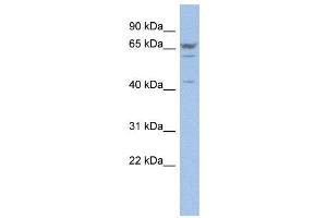 WB Suggested Anti-P2RX2  Antibody Titration: 0. (P2RX2 anticorps  (N-Term))