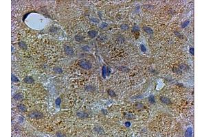 ABIN2564484 staining of paraffin embedded Human Liver. (PEX13 anticorps  (C-Term))