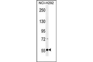 Western blot analysis of RAD26L Antibody (Center) in NCI-H292 cell line lysates (35ug/lane). (ERCC6L2 anticorps  (Middle Region))