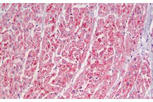 Immunohistochemistry analysis of paraffin-embedded Human Heart using CYCS Polyclonal Antibody. (Cytochrome C anticorps)
