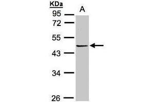 WB Image Sample(30 ug whole cell lysate) A:Hep G2 , 10% SDS PAGE antibody diluted at 1:1000 (PRMT2 anticorps)