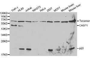 Western blot analysis of extracts of various cell lines, using CASP1 antibody. (Caspase 1 anticorps  (AA 1-311))