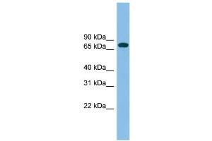 WB Suggested Anti-GBP2 Antibody Titration: 0. (GBP2 anticorps  (N-Term))