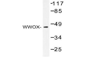 Western blot (WB) analysis of WWOX antibody in extracts from HepG2 cells. (WWOX anticorps)
