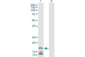 Western Blot analysis of CAMP expression in transfected 293T cell line by CAMP MaxPab polyclonal antibody. (Cathelicidin anticorps  (AA 1-170))