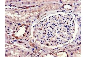 Immunohistochemistry of paraffin-embedded human kidney tissue using ABIN7156864 at dilution of 1:100