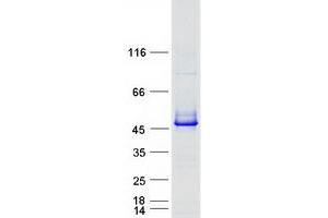 Validation with Western Blot (PGK2 Protein (Myc-DYKDDDDK Tag))