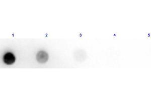 Dot Blot (DB) image for Rabbit anti-Horse IgM (Chain mu) antibody (HRP) (ABIN102592)