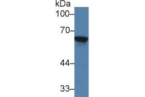Western blot analysis of Rat Kidney lysate, using Mouse TREH Antibody (2 µg/ml) and HRP-conjugated Goat Anti-Rabbit antibody ( (TREH anticorps  (AA 151-411))