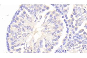 Detection of PK2 in Mouse Testis Tissue using Polyclonal Antibody to Prokineticin 2 (PK2)
