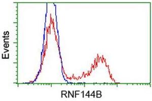 Image no. 1 for anti-Ring Finger Protein 144B (RNF144B) (AA 1-256) antibody (ABIN1490643) (RNF144B anticorps  (AA 1-256))