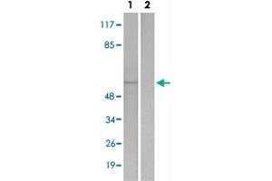 Western blot analysis of Lane 1: Untreated 293 cell lysates, Lane 2: Synthesized peptide treated 293 cell lysates reacted with STK4/STK3 (phospho T183) polyclonal antibody  at 1:500-1:3000 dilution. (STK4 anticorps  (pThr183))