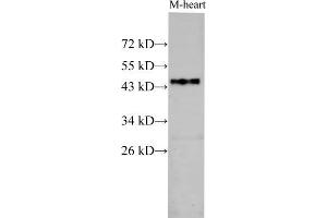 Western Blot analysis of Mouse heart using BSG Polyclonal Antibody at dilution of 1:1000 (CD147 anticorps)