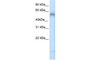 WB Suggested Anti-TBX6 Antibody   Titration: 5 ug/ml   Positive Control: Placenta (T-Box 6 anticorps  (N-Term))