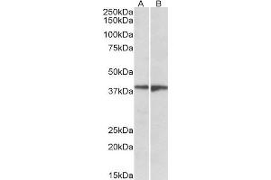 ABIN1590077 (1µg/ml) staining of Human Frontal Cortex (A) and Amygdala (B) lysates (35µg protein in RIPA buffer). (S1PR5 anticorps  (Internal Region))