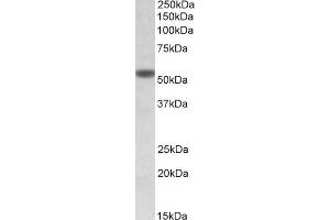 ABIN768569 (1µg/ml) staining of KELLY lysate (35µg protein in RIPA buffer). (CHRNA5 anticorps  (Internal Region))