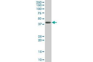 C1QTNF6 MaxPab polyclonal antibody.