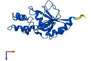 AlphaFold protein structure predicition of Mouse Recombinant Nt5c Protein, UniprotID Q9JM14