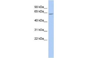 WB Suggested Anti-TULP2 Antibody Titration:  0. (TULP2 anticorps  (Middle Region))