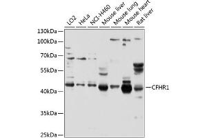 Western blot analysis of extracts of various cell lines, using CFHR1 antibody (ABIN3016580, ABIN3016581, ABIN3016582 and ABIN6219787) at 1:1000 dilution. (CFHR1 anticorps  (AA 151-330))