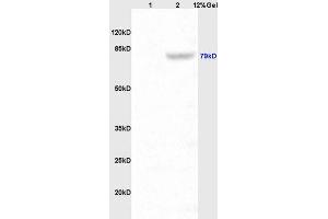 anti-P-Cadherin (CDH3) (AA 625-725) antibody