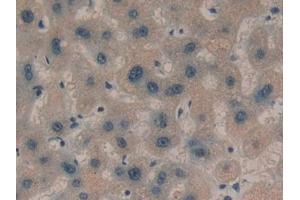 anti-alpha-2-Glycoprotein 1, Zinc-Binding (AZGP1) (AA 148-298) antibody