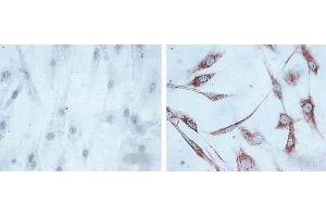 Immunocytochemistry/Immunofluorescence analysis using Mouse Anti-Hsp60 Monoclonal Antibody, Clone LK1, (ABIN361784 and ABIN361785).