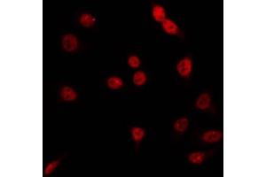 ABIN6266788 staining RAW264. (BHLHE41 anticorps  (N-Term))