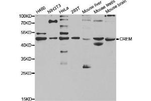 Western Blotting (WB) image for anti-CAMP Responsive Element Modulator (CREM) antibody (ABIN1876825) (CREM anticorps)