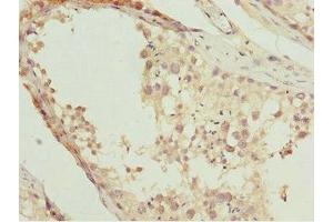 Immunohistochemistry of paraffin-embedded human testis tissue using ABIN7161905 at dilution of 1:100 (NR2E1 anticorps  (AA 106-385))