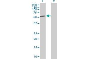 Western Blot analysis of AMY2A expression in transfected 293T cell line by AMY2A MaxPab polyclonal antibody. (AMY2A anticorps  (AA 1-511))