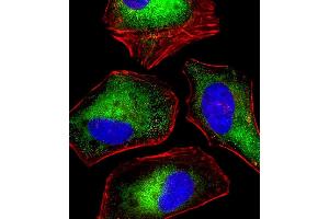 Immunofluorescent analysis of 4% paraformaldehyde-fixed, 0.