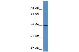 Western Blot showing ATAD1 antibody used at a concentration of 1-2 ug/ml to detect its target protein. (ATAD1 anticorps  (C-Term))