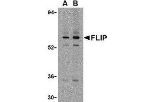 Western blot analysis of FLIP in K562 cell lysate with AP30341PU-N FLIP antibody at (A) 1 and (B) 2 μg/ml. (FLIP anticorps  (N-Term))