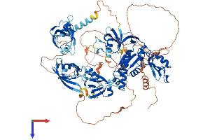AlphaFold protein structure predicition of Mouse Recombinant Dlg3 Protein, UniprotID P70175