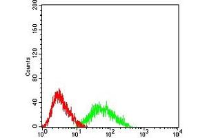 Flow cytometric analysis of HL-60 cells using CTNNBL1 mouse mAb (green) and negative control (red).