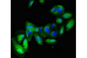 Immunofluorescent analysis of HepG2 cells using ABIN7147124 at dilution of 1:100 and Alexa Fluor 488-congugated AffiniPure Goat Anti-Rabbit IgG(H+L)
