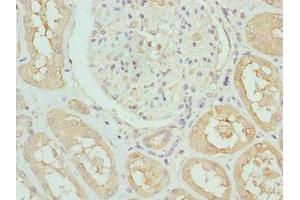 Immunohistochemistry of paraffin-embedded human kidney tissue using ABIN7157806 at dilution of 1:100