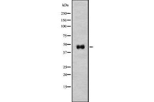 Western blot analysis of PAFAH1B1 using HeLa whole cell lysates (PAFAH1B1 anticorps  (C-Term))